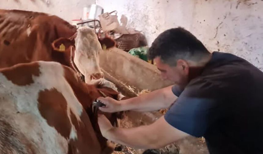 Kargı’da Hayvanlara Tüberküloz Testi Yapıldı