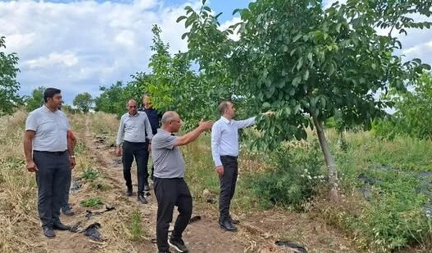 Kaymakam Polat Ceviz Üretimini İnceledi