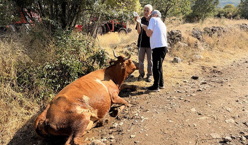 Zehirlenen  20 Büyükbaş Hayvandan 5'i Kesildi 7'si Kurtarıldı