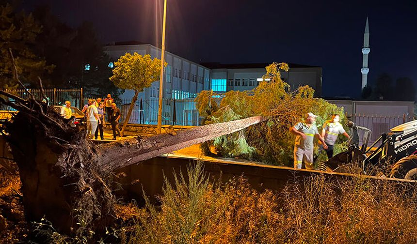 Şiddetli Rüzgar Ağacı Kökünden Söktü