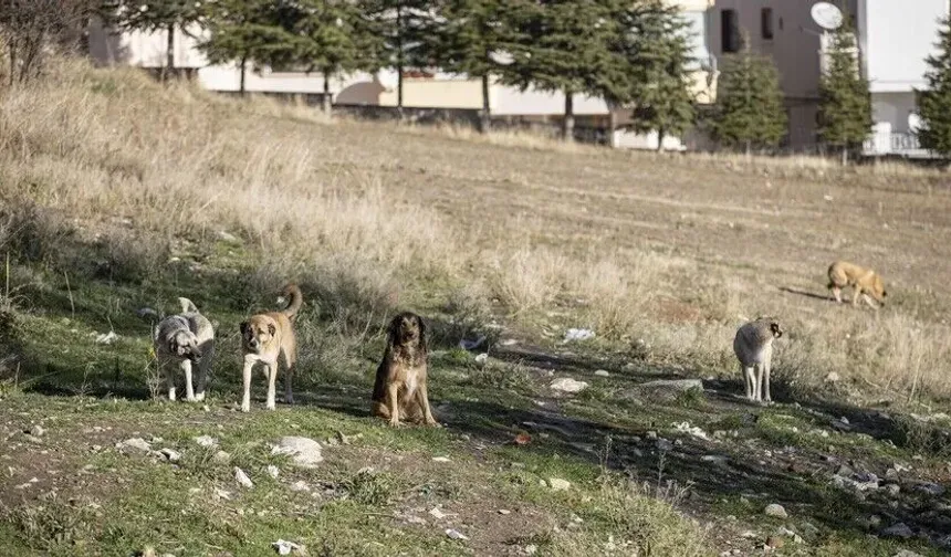 Sahipsiz Köpeklerin Saldırısında İdarenin "Hizmet Kusuru" Olduğu Kararı Kesinleşti