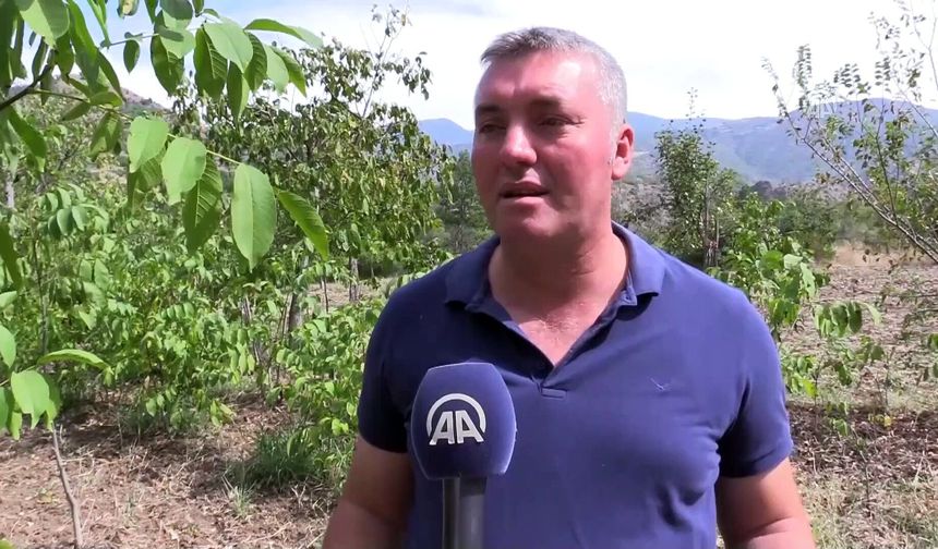 Çorum'da Zirai Donun Zarar Verdiği Cevizde Bu Yıl Beklenti Düşük