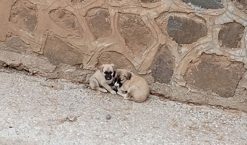 Dere Yatağında Mahsur Kalan 2 Köpek Yavrusunu İtfaiye Kurtardı