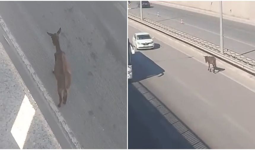 Sürücüler Zor Anlar Yaşadı, Ekipler Yakaladı!