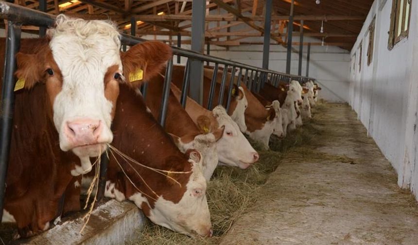 Büyükbaş Hayvancılık Destekleme Başvuruları Başladı