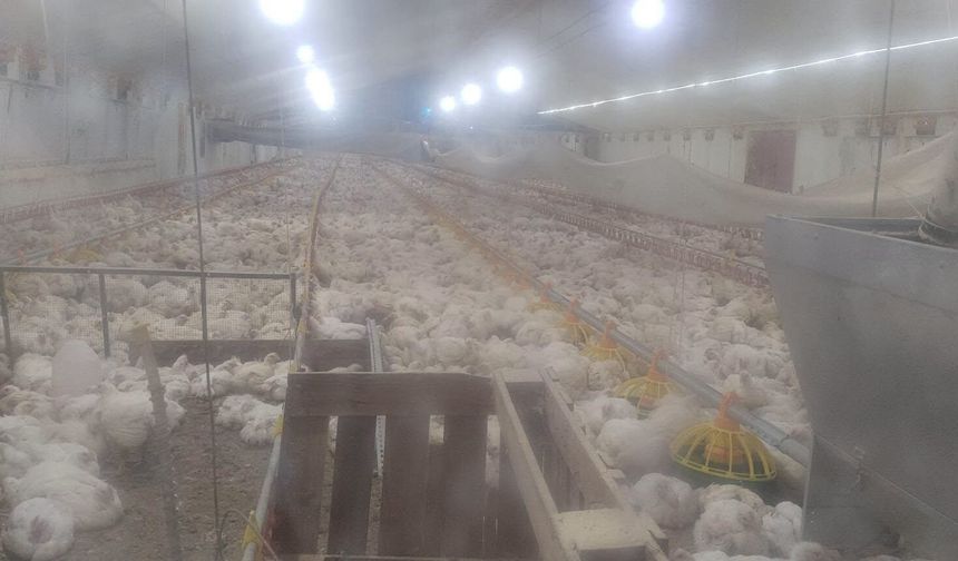 Laçin’de etlik piliç işletmesine ziyaret