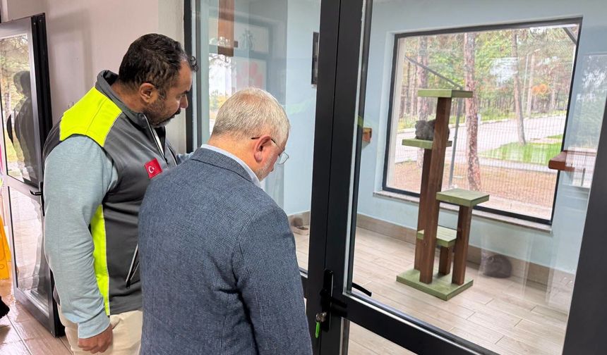 Çorum’da kedilere villa konforu: Türkiye’ye örnek bir yaşam alanı