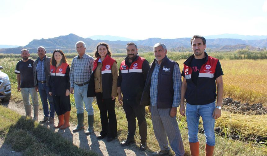 Dodurga’da çeltik hasadında biçerdöver kontrolleri devam ediyor