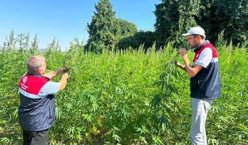 Çorum’da kenevirin kullanım amaçları ve yetiştiriciliği ele alınacak