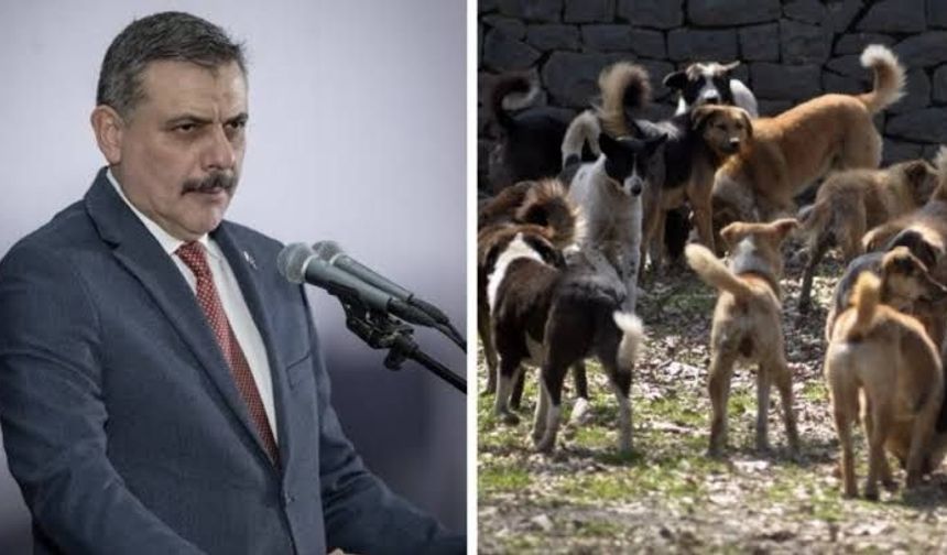 Sahipsiz köpeklerin toplanmasında yüzde 99,9’a ulaşıldı