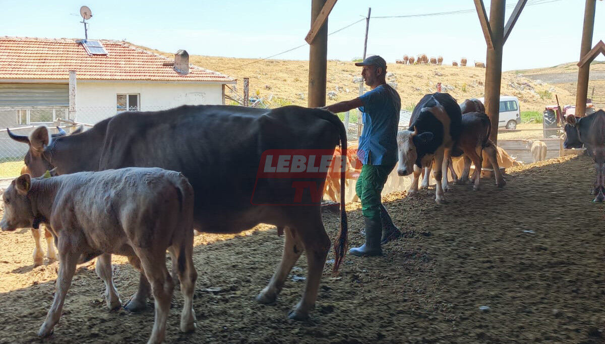 518252318 122197479134108366 3762093368239245699 N