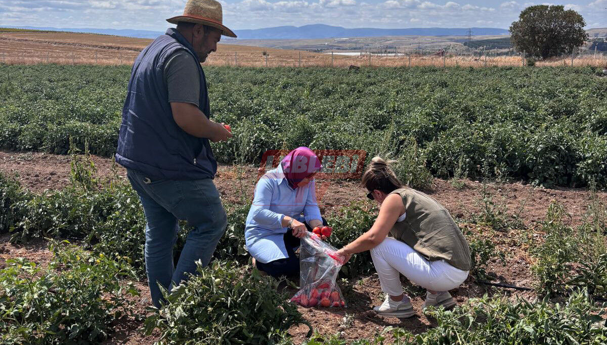 519933035 122197371608108366 3306587870726712905 N