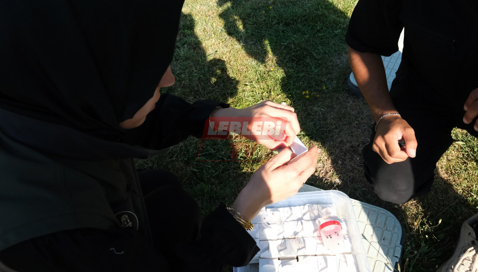 Yaprak Bitine Karşı Biyolojik Mücadele (5)