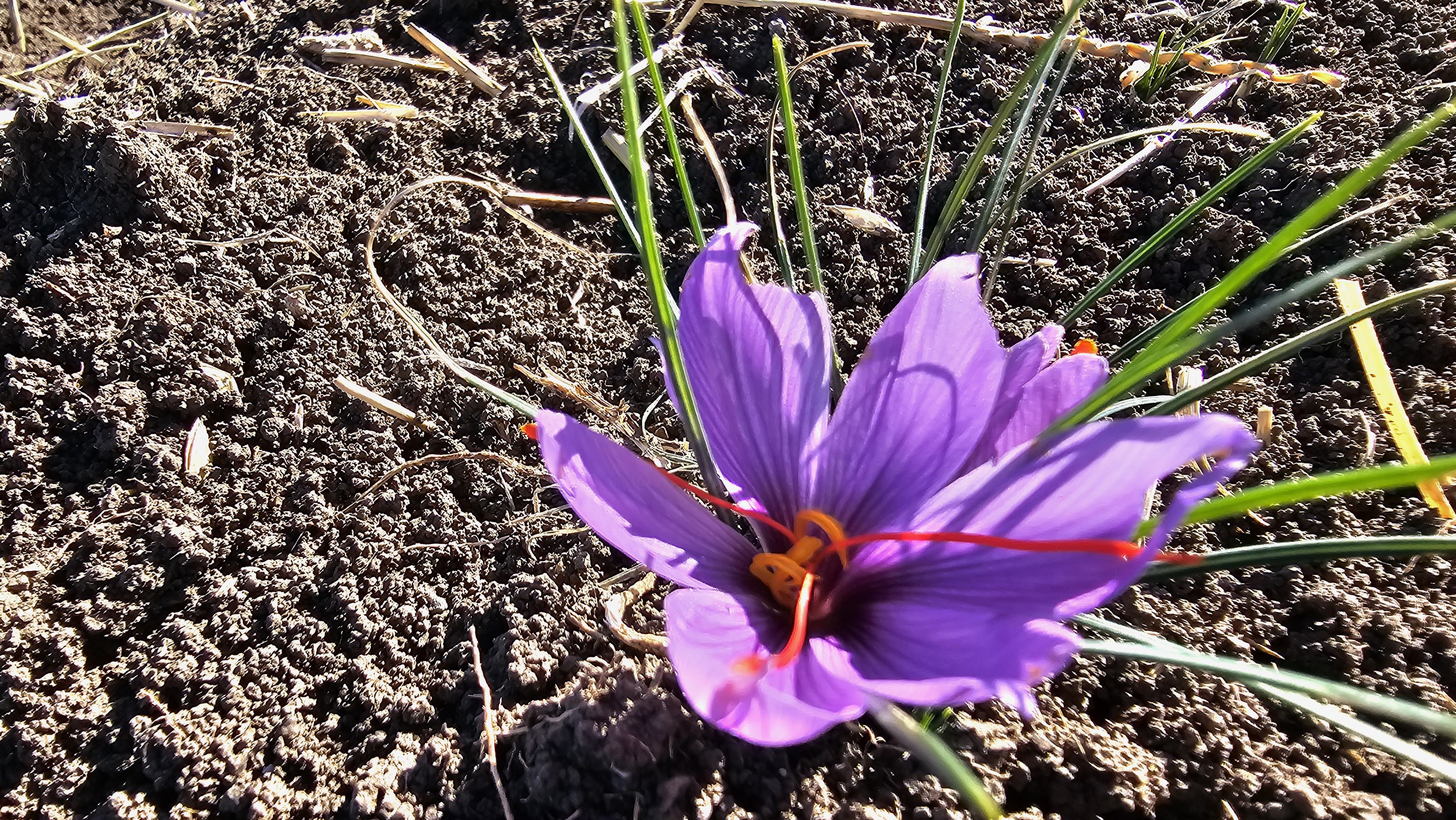 A A 20251102 39596326 39596325 C O R U M D A S A F R A N H A S A T S E N L I G I Y A P I L D I