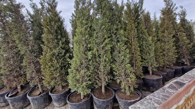 619657238 10243053266215422 4411509480932862956 N