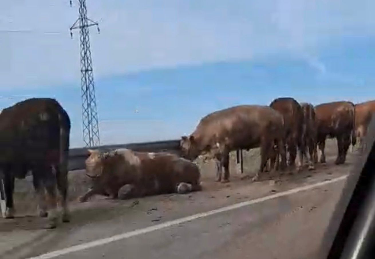 C08Fef0F Ce0D 4390 Bf88 B2695Cc6E6B8