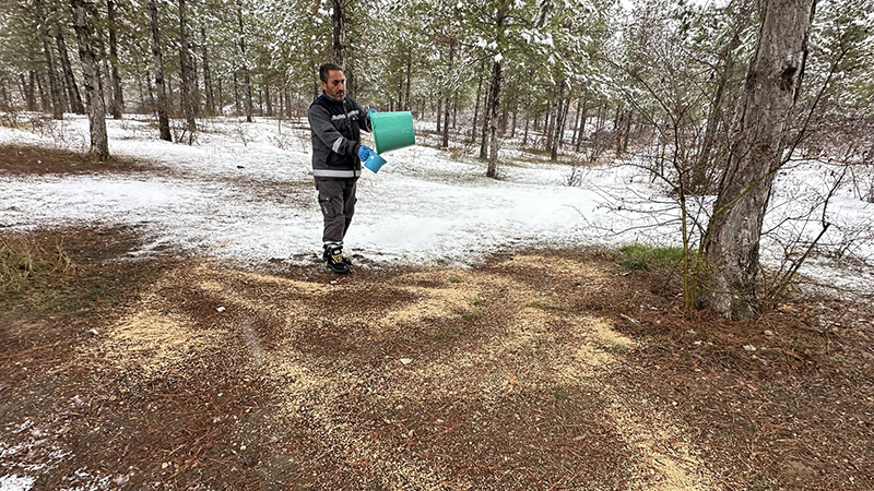 Çorum Belediyesi Soğuk Kış Günlerinde Yaban Hayvanlarını Unutmadı (4) 1600X1200