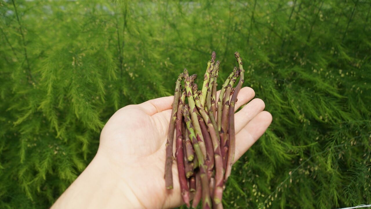 A A 20260427 41222560 41222543 C O R U M D A O G R E N C I L E R L I S E B A H C E S I N D E K U R U L A N S E R A D A K U S K O N M A Z Y E T I S T I R I Y O R