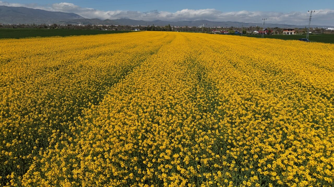 A A 20260428 41229036 41229032 A M A S Y A D A S A R I Y A B O Y A N A N K A N O L A T A R L A L A R I G O R S E L S O L E N S U N U Y O R