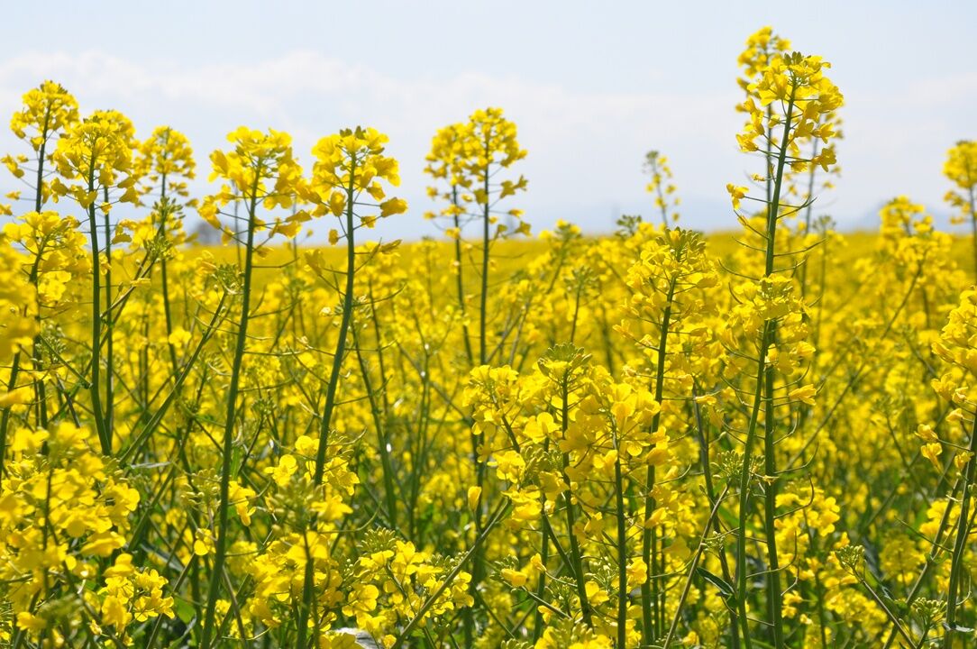 A A 20260428 41229036 41229035 A M A S Y A D A S A R I Y A B O Y A N A N K A N O L A T A R L A L A R I G O R S E L S O L E N S U N U Y O R-1