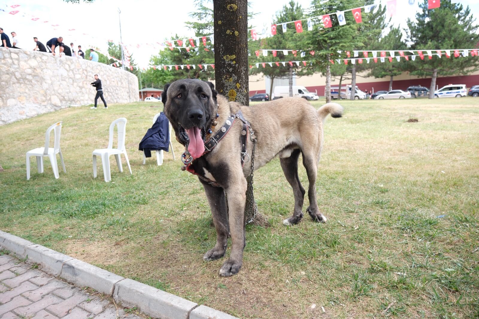 Çorum'da Türk Çoban Köpekleri̇ Görücüye Çikti (2)