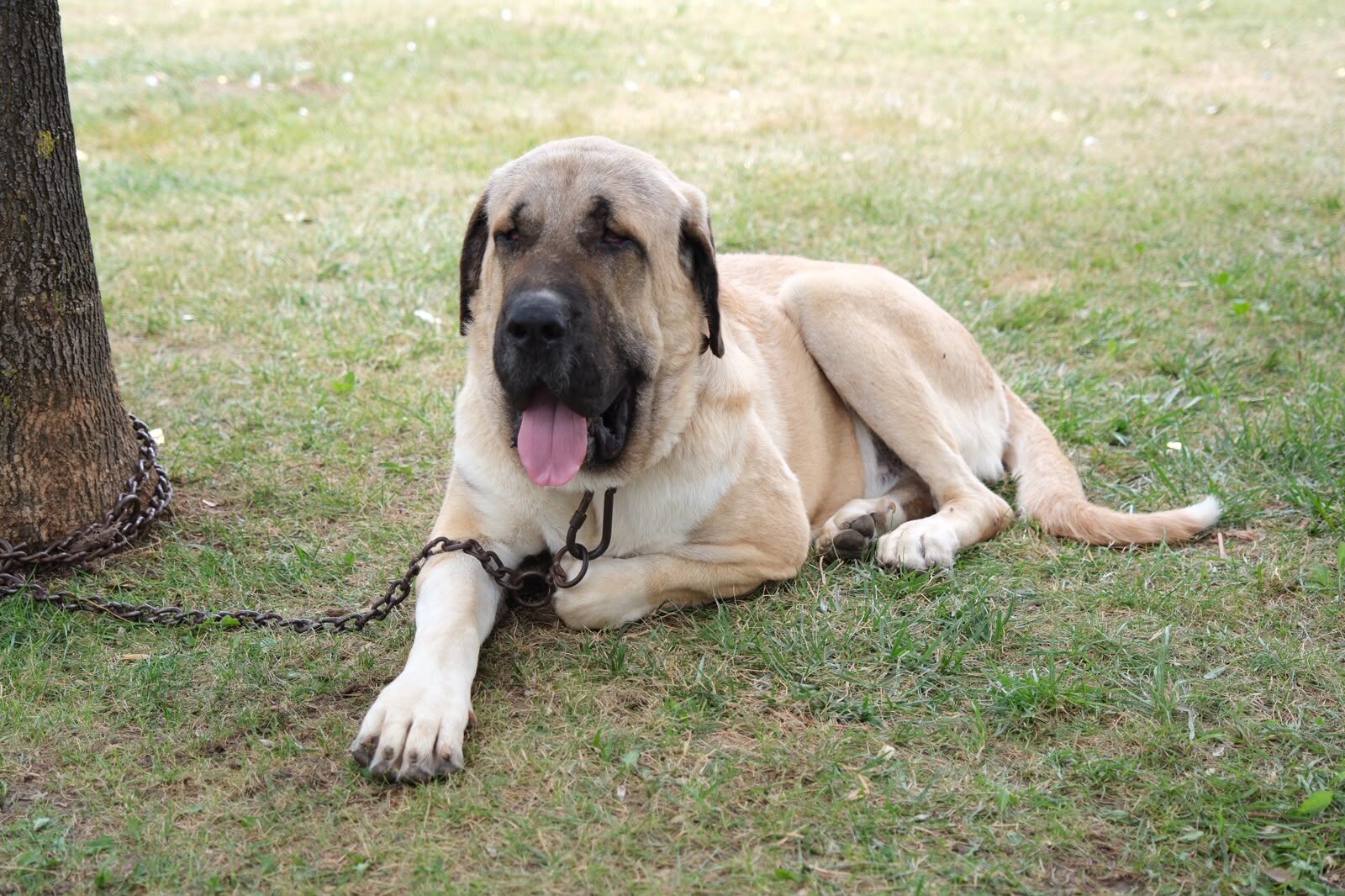 Çorum'da Türk Çoban Köpekleri̇ Görücüye Çikti (3)