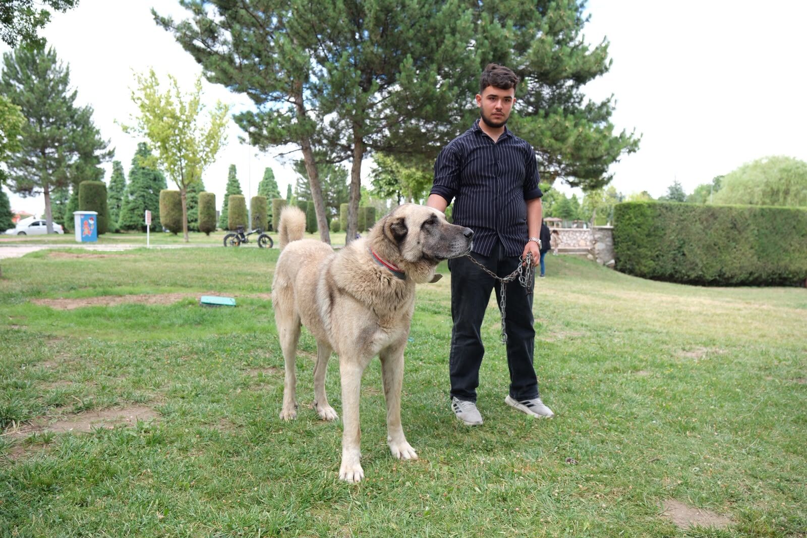 Çorum'da Türk Çoban Köpekleri̇ Görücüye Çikti (6)