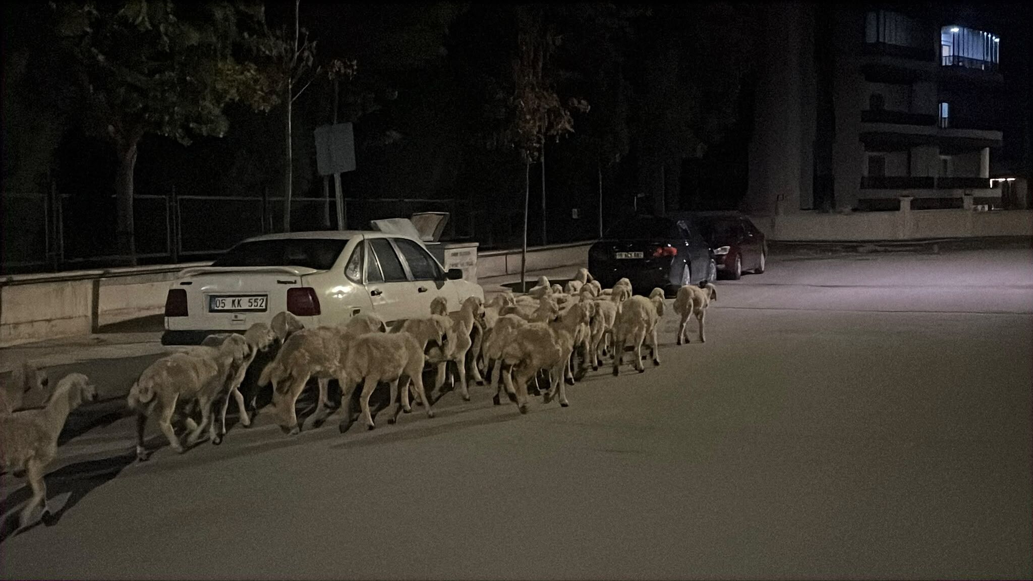 Ağılın kapısını kıran koyunlar gece vakti şehir turu yaptı