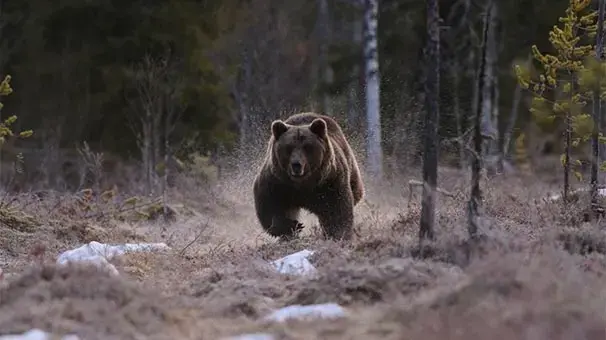 Dikkat! Laçin’de de ayı izine rastlandı